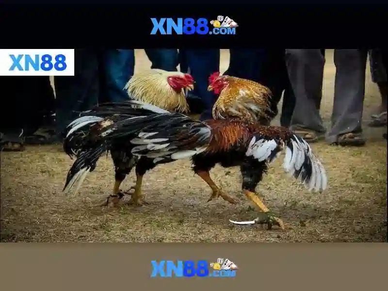 xn88: Nền tảng cá cược trực tuyến và casino