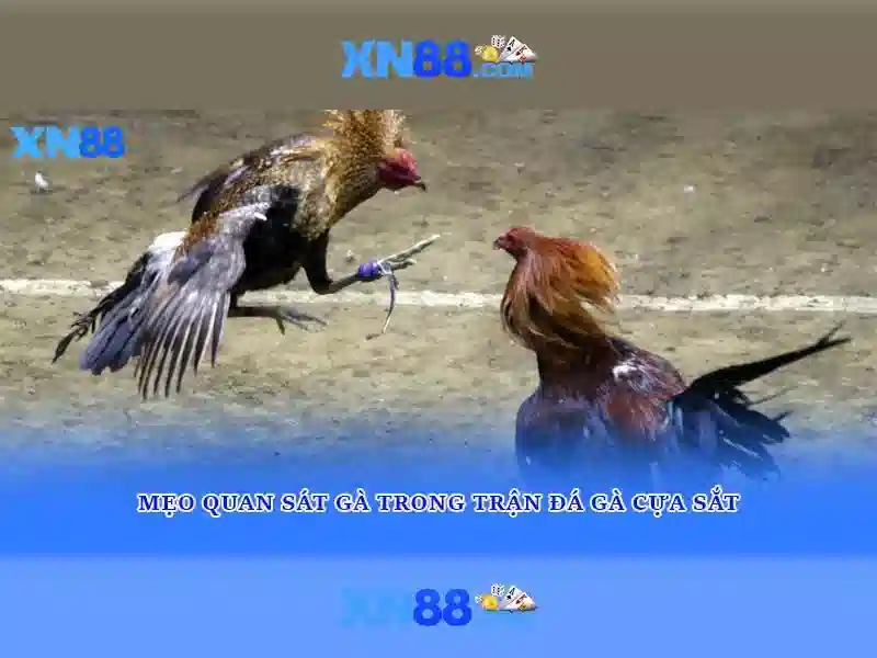 XN88: Tổng quan và hướng dẫn sử dụng nền tảng cá cược trực tuyến