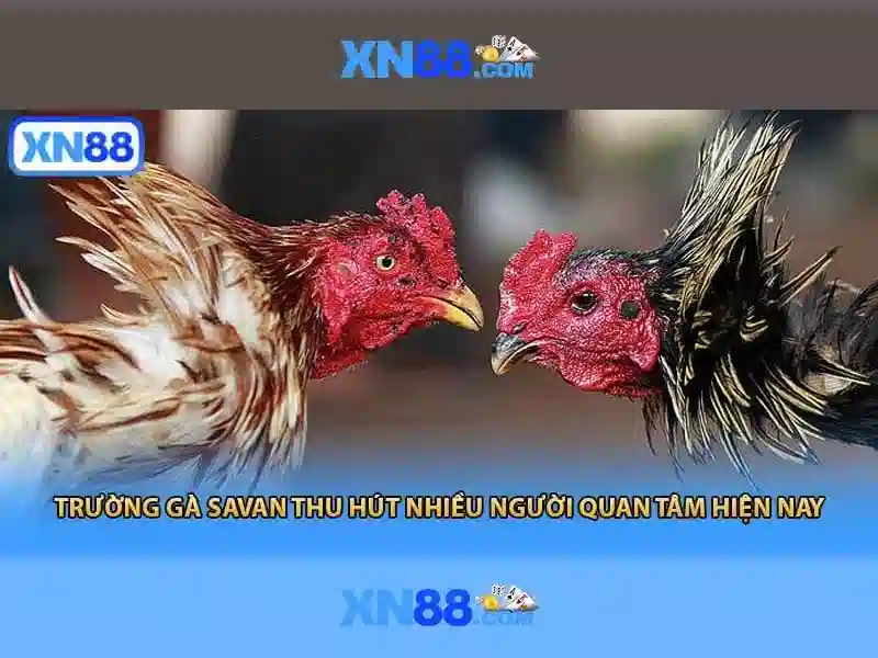 xn88 - Tổng quan và đánh giá nền tảng cá cược trực tuyến