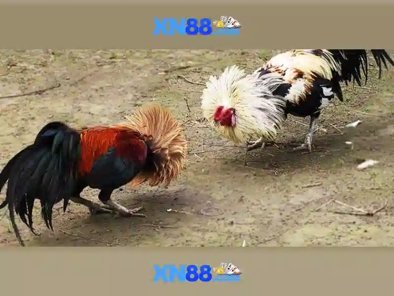 xn88: Nền tảng trò chơi trực tuyến và trải nghiệm cá cược