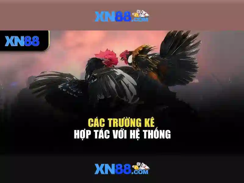 XN88: Nền tảng trò chơi trực tuyến và hành trình trải nghiệm