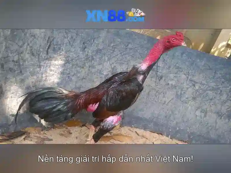 An toàn và trách nhiệm khi chơi