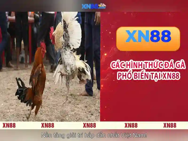 xn88 - Tổng quan về nền tảng cược trực tuyến