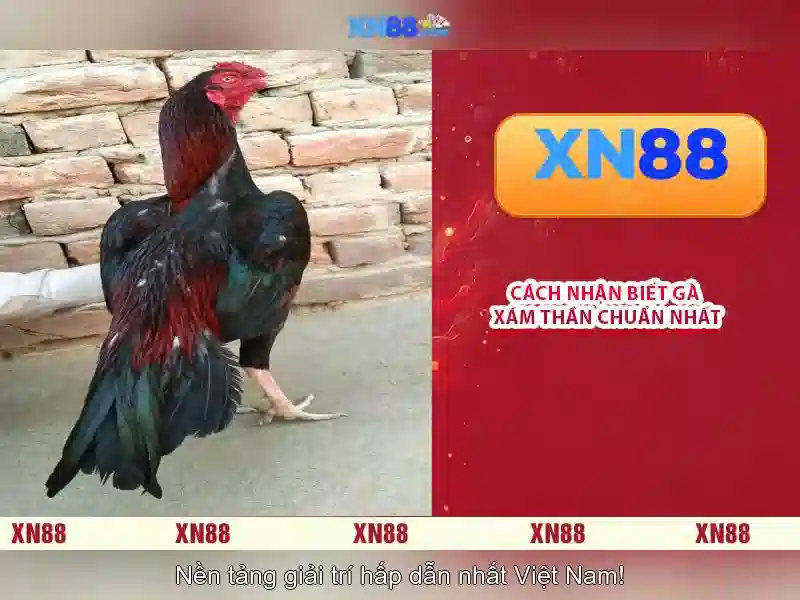 xn88 là gì? Khám phá nền tảng cá cược và giải trí trực tuyến